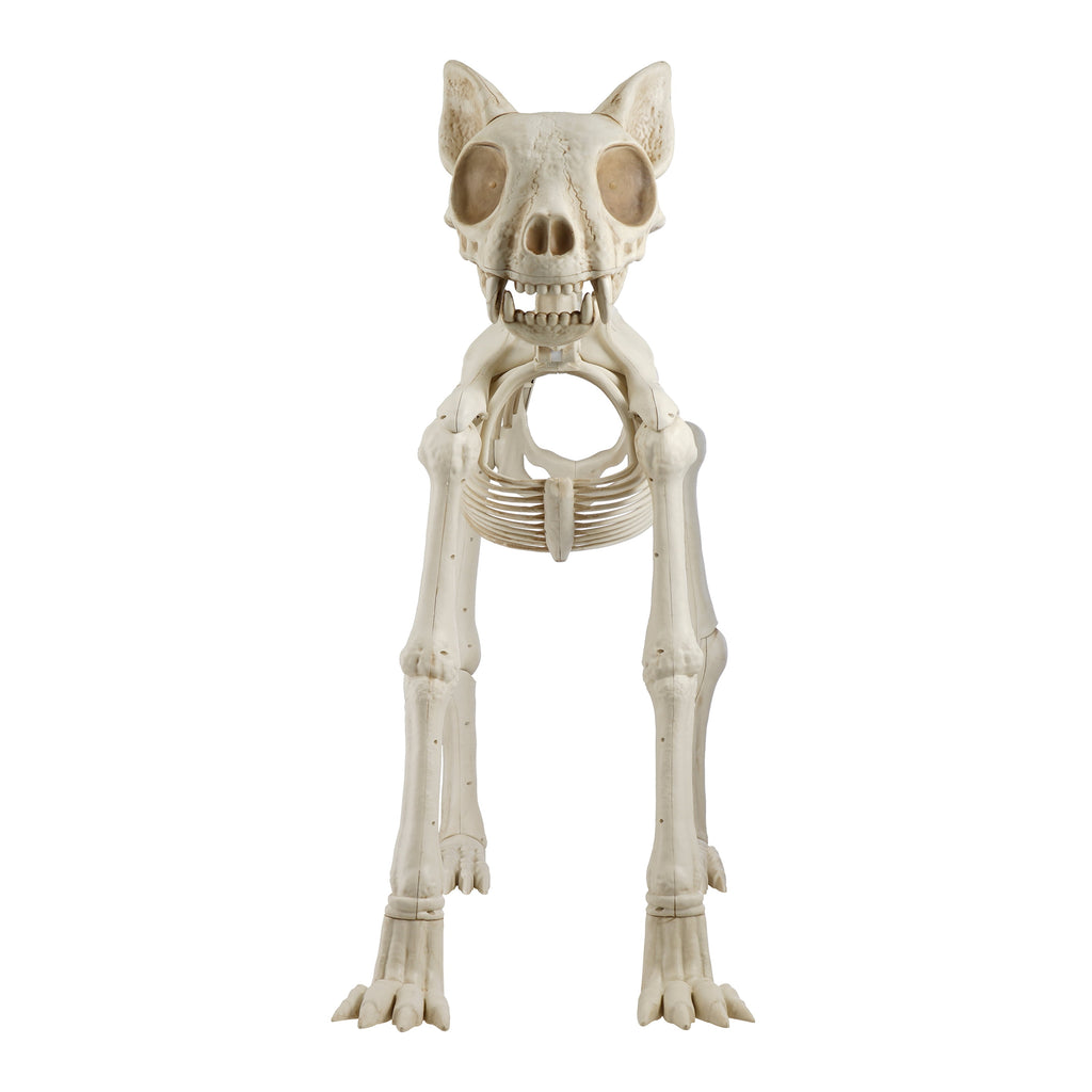 Way To Celebrate Animated Skeleton Cat Halloween Decoration, Beige, 60 in