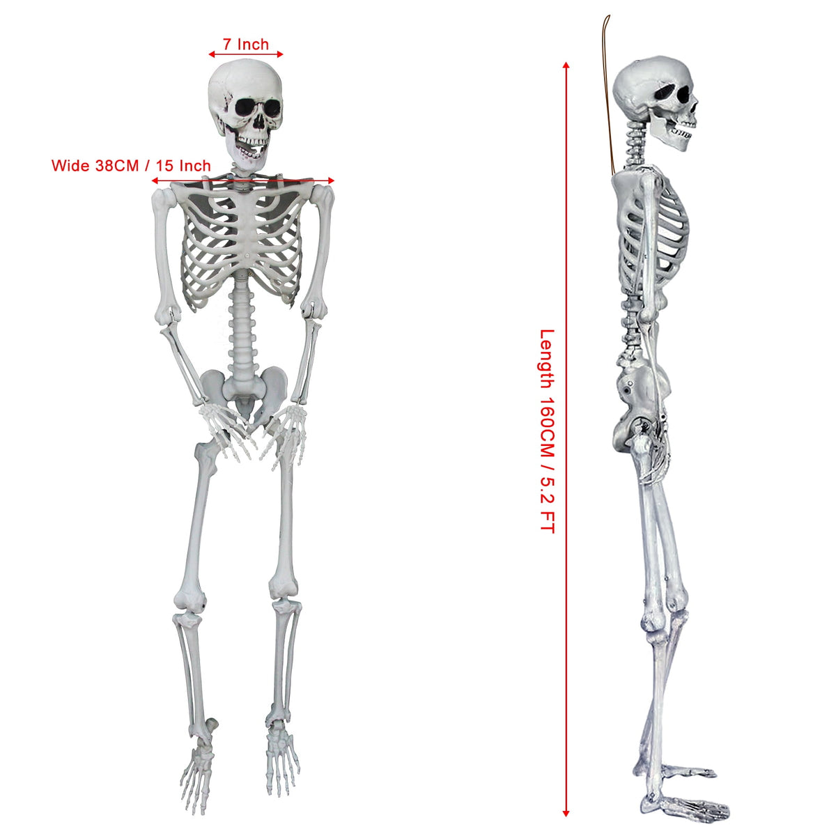OZMI 5' 4" Tall Halloween Skeleton Decoration for Haunted House, 63 Inch Plastic Life Size Skull Skeleton for Halloween Party Haunted House Bar Yard Graveyard Decorations Party Supplies