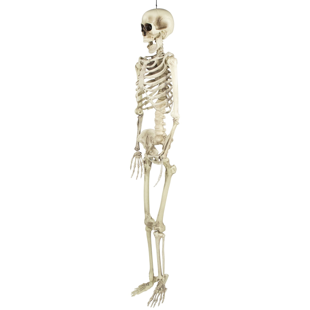 Northlight 5' Life Size Skeleton Indoor/Outdoor Halloween Decoration - White/Gray