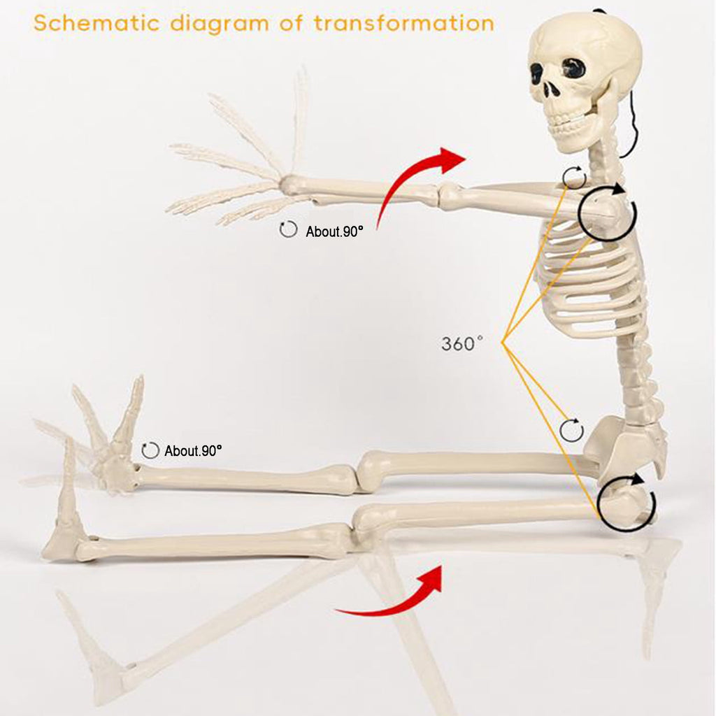 Posable Plastic Human Skeleton Prop 5.4FT Full Body Halloween Skeleton Decor with Movable Joints for Haunted House Yard Party Decoration