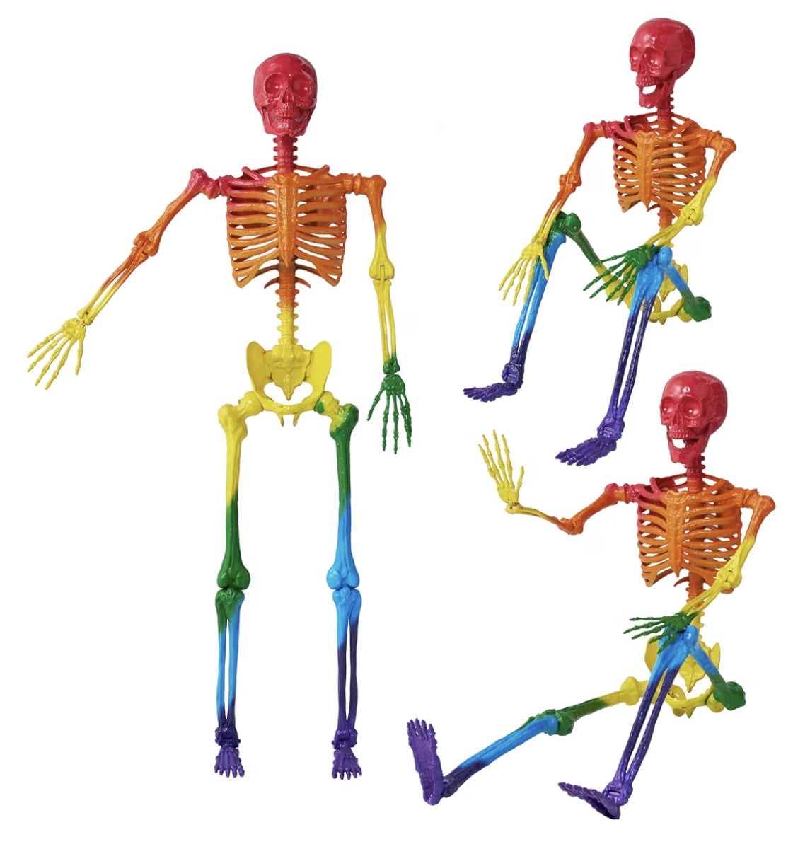5.6 ft Halloween Posable Life Size Rainbow Skeleton