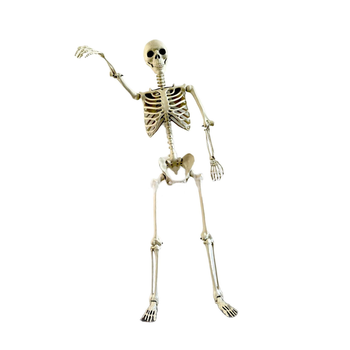 FVDPWYE Halloween Skeleton Horror Prop Ornament Flexible for Party Outdoor Festivals 170cm
