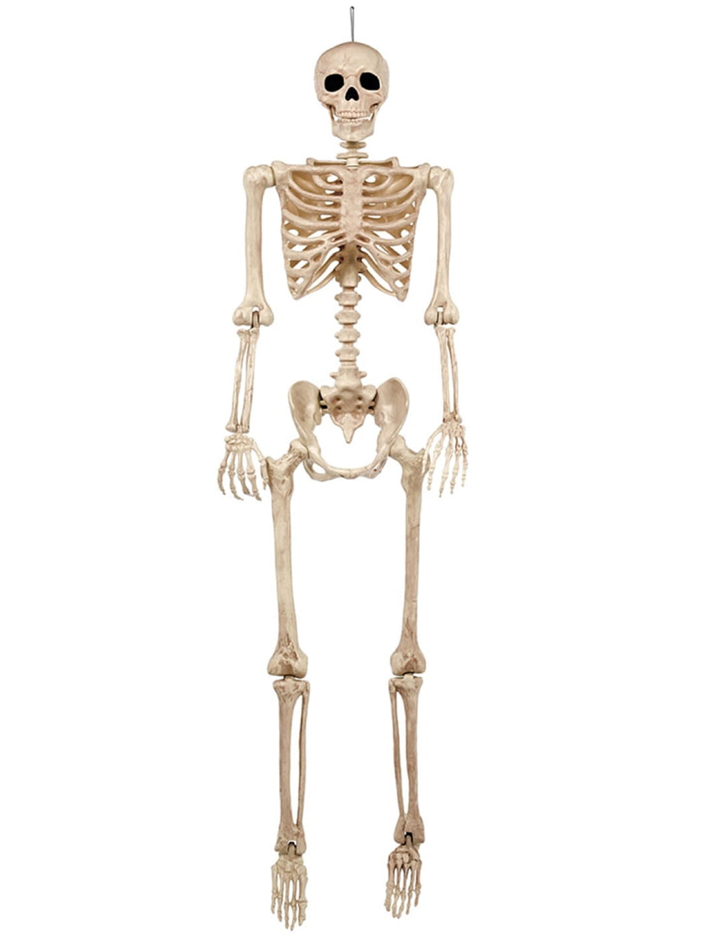 Seasons 5 FT Pose-N-Stay Life Size Skeleton with Realistic Posable and Movable Joints Halloween Decoration for Crazy Bonez Skeleton Line
