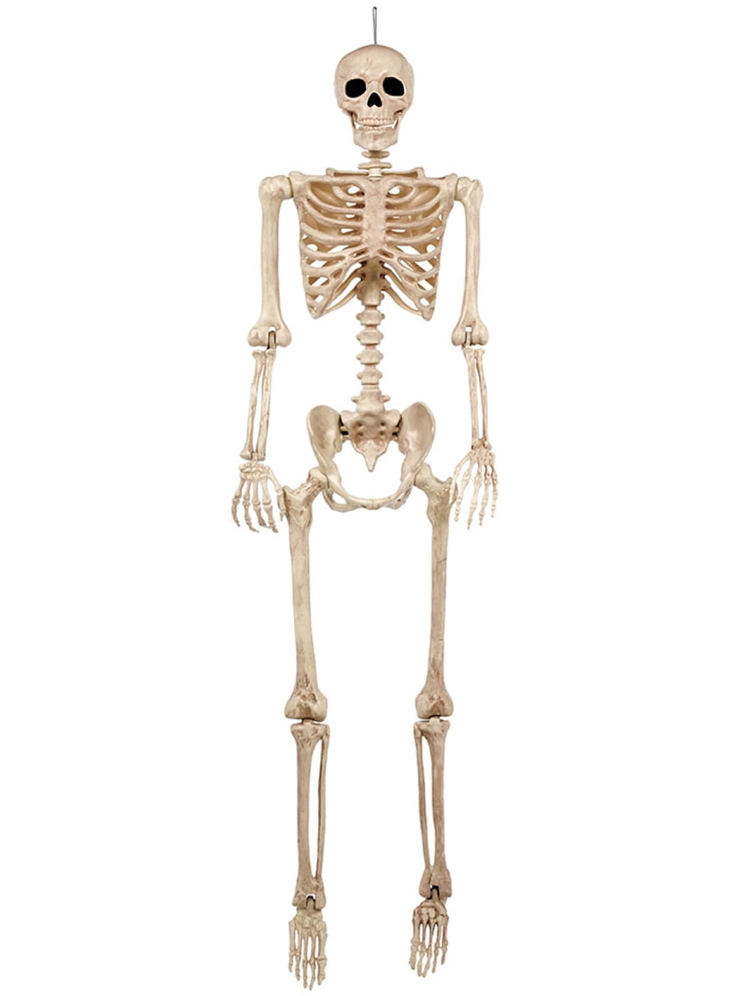 Seasons 5 FT Pose-N-Stay Life Size Skeleton with Realistic Posable and Movable Joints Halloween Decoration for Crazy Bonez Skeleton Line