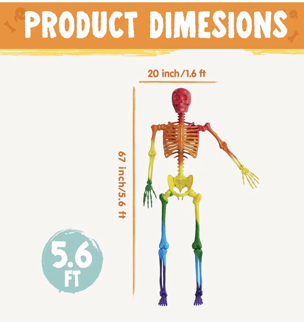 5.6 ft Halloween Posable Life Size Rainbow Skeleton