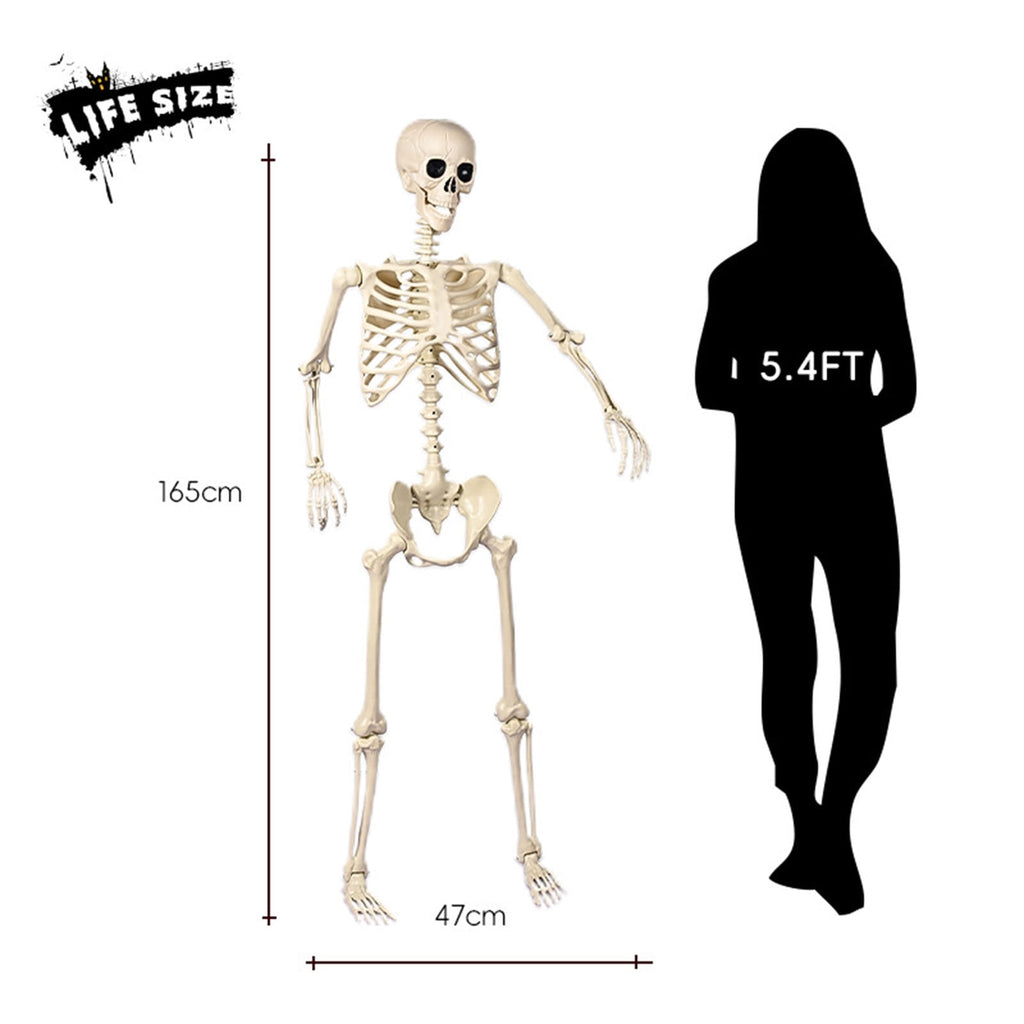 Posable Plastic Human Skeleton Prop 5.4FT Full Body Halloween Skeleton Decor with Movable Joints for Haunted House Yard Party Decoration