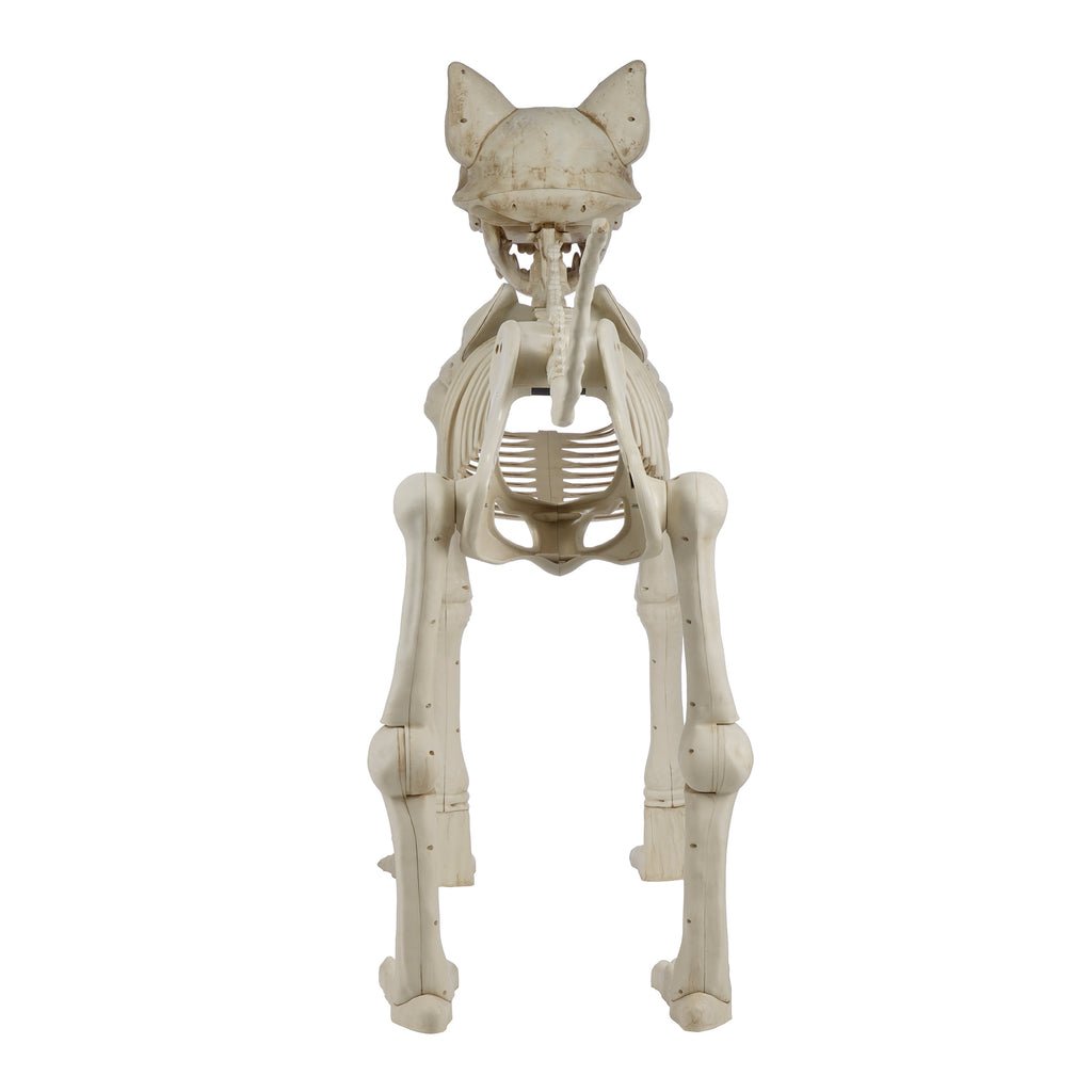 Way To Celebrate Animated Skeleton Cat Halloween Decoration, Beige, 60 in