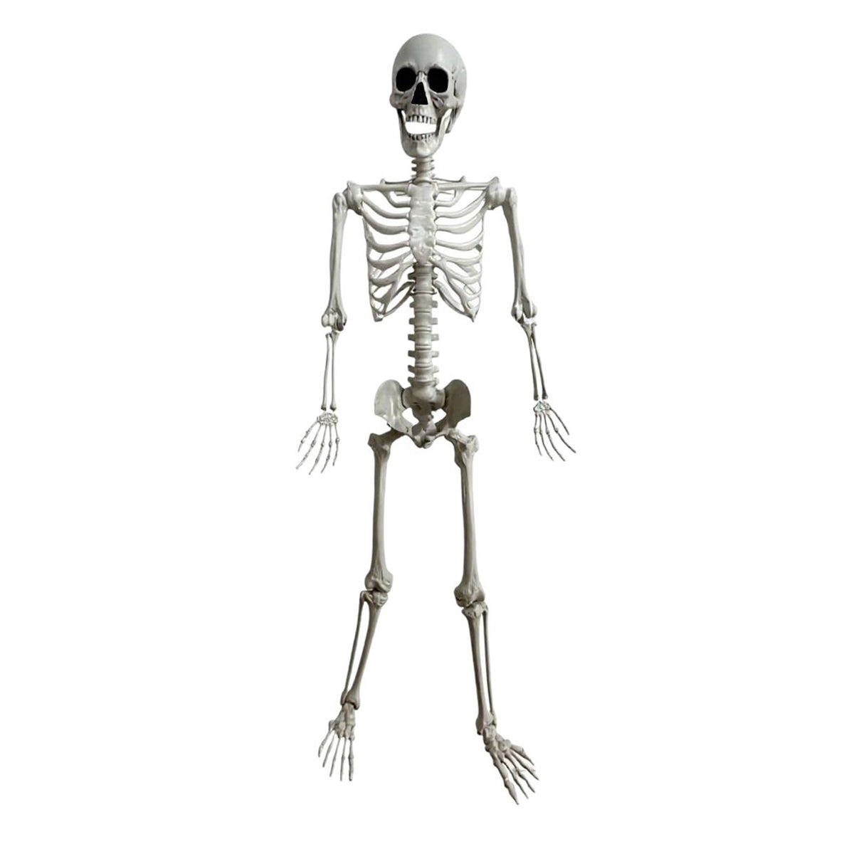 MYUNNIL Halloween Life Size Poseable Skeleton, Lightweight Spooky Simulated Human Skeleton Prop with Movable Joints, 5Ft Funny Reusable Seasonal Decoration for Haunted House Yard Party Indoor Decor