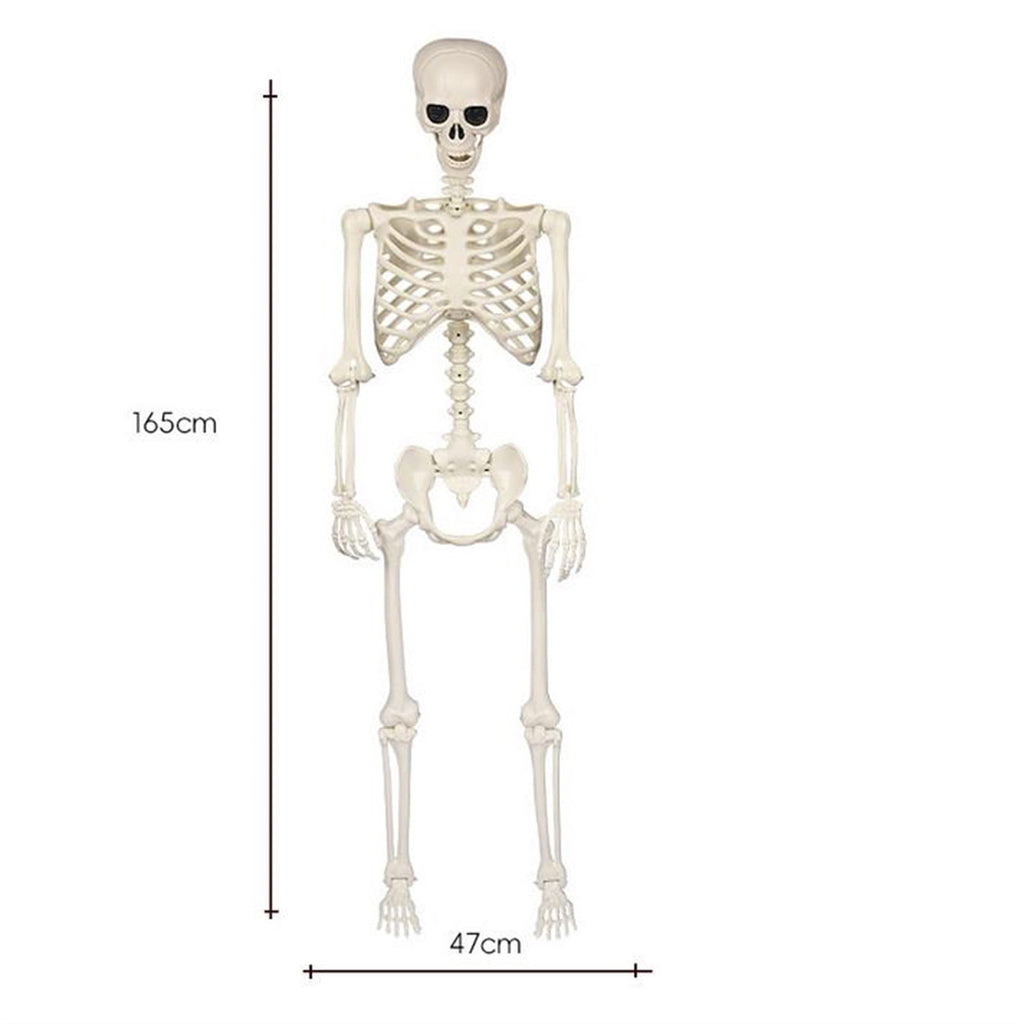 Posable Plastic Human Skeleton Prop 5.4FT Full Body Halloween Skeleton Decor with Movable Joints for Haunted House Yard Party Decoration